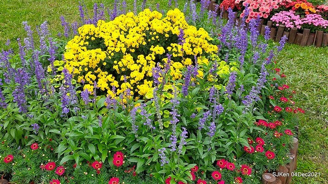 士林官邸2021「菊來運轉」花展 (Shilin Residence Chrysanthesmum Festival), Nov 26 ~ Dec 12, 2021, Taipei, Taiwan, SJKen, Dec 4, 2021.