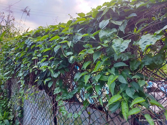 Larix pine garden plaza at Nangang, Taipei, Taiwan, SJKen, Dec 10, 2021.