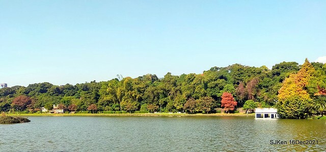 Larix pine at Bi-Hu garden, Taipei, Taiwan, SJKen, Dec 16,2021.