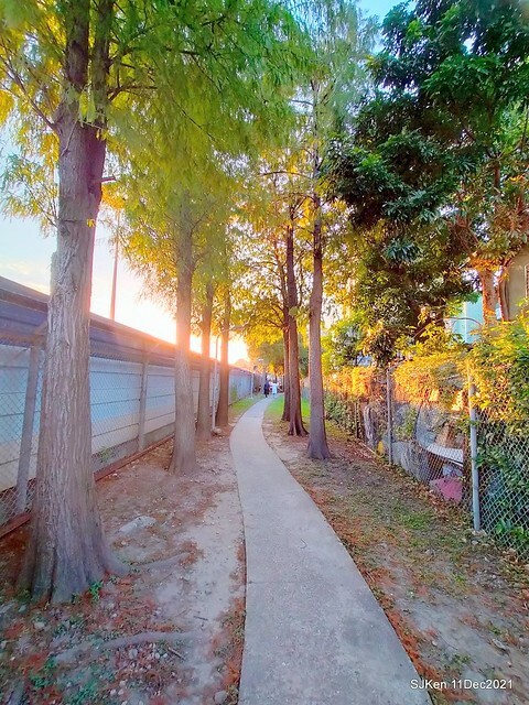 Larix pine trail nearby Fuxinggang metro station, Taipei, Taiwan, SJKen, Dec 11, 2021.