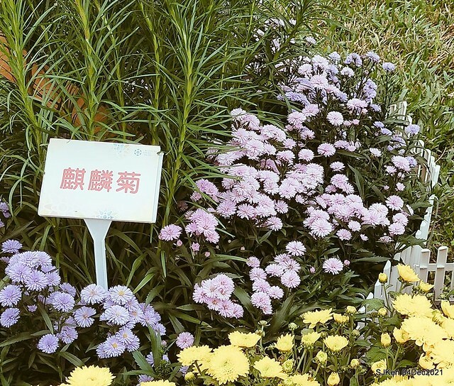士林官邸2021「菊來運轉」花展 (Shilin Residence Chrysanthesmum Festival), Nov 26 ~ Dec 12, 2021, Taipei, Taiwan, SJKen, Dec 4, 2021.
