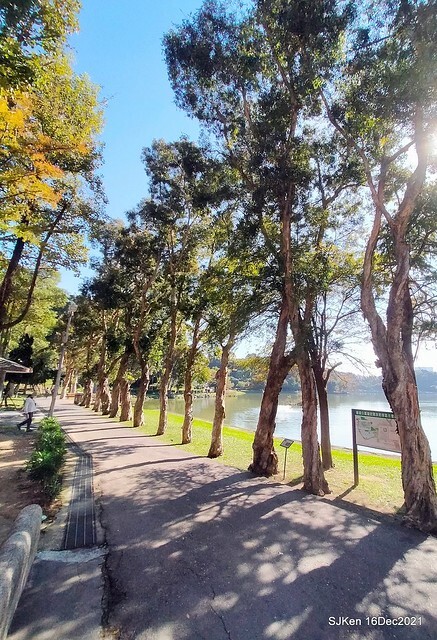 Larix pine at Bi-Hu garden, Taipei, Taiwan, SJKen, Dec 16,2021.