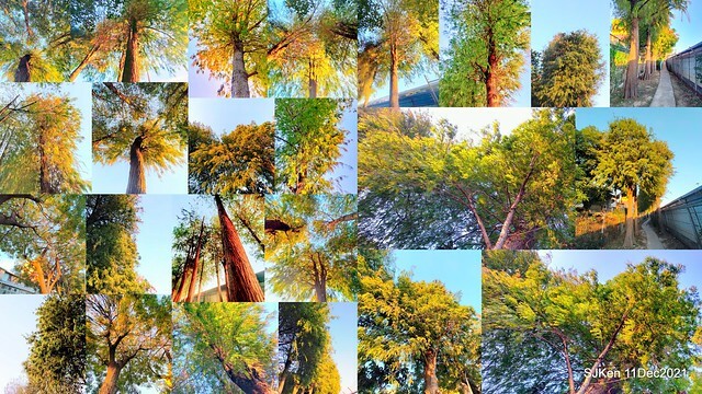 Larix pine trail nearby Fuxinggang metro station, Taipei, Taiwan, SJKen, Dec 11, 2021.