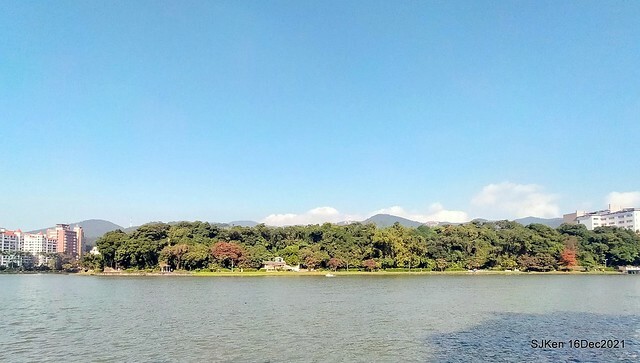 Larix pine at Bi-Hu garden, Taipei, Taiwan, SJKen, Dec 16,2021.