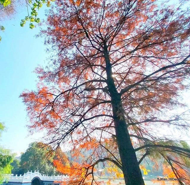 Larix pine at Bi-Hu garden, Taipei, Taiwan, SJKen, Dec 16,2021.