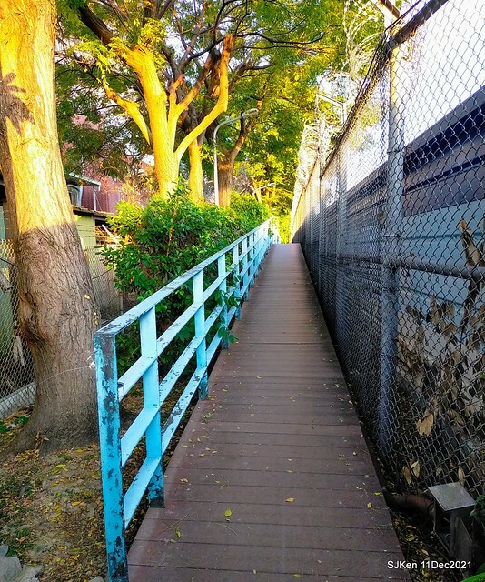 Larix pine trail nearby Fuxinggang metro station, Taipei, Taiwan, SJKen, Dec 11, 2021.
