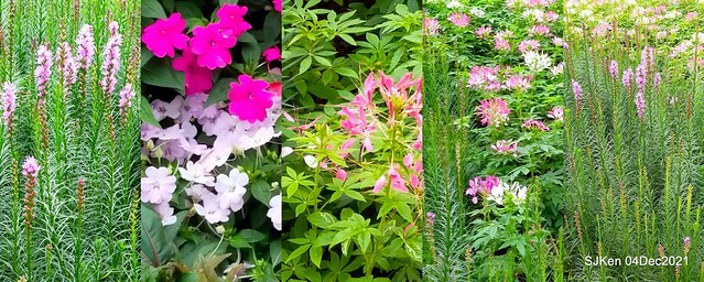 士林官邸2021「菊來運轉」花展 (Shilin Residence Chrysanthesmum Festival), Nov 26 ~ Dec 12, 2021, Taipei, Taiwan, SJKen, Dec 4, 2021.