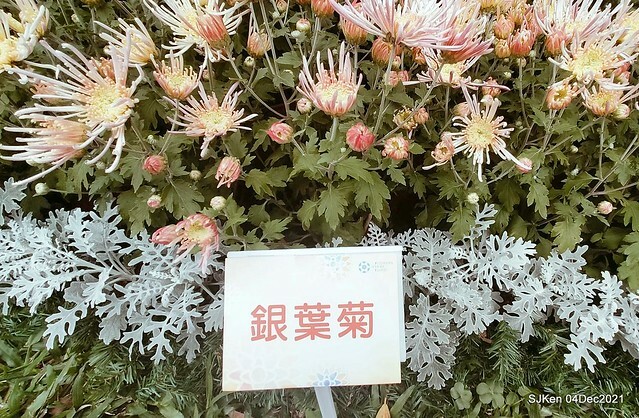 士林官邸2021「菊來運轉」花展 (Shilin Residence Chrysanthesmum Festival), Nov 26 ~ Dec 12, 2021, Taipei, Taiwan, SJKen, Dec 4, 2021.