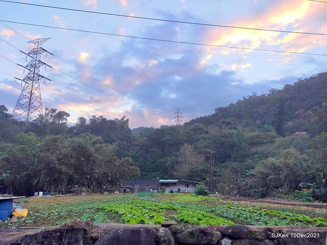 Larix pine garden plaza at Nangang, Taipei, Taiwan, SJKen, Dec 10, 2021.