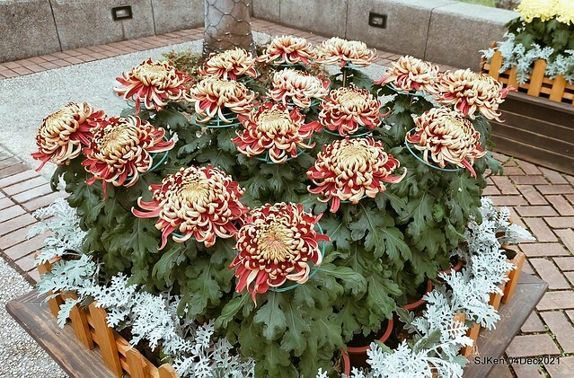 士林官邸2021「菊來運轉」花展 (Shilin Residence Chrysanthesmum Festival), Nov 26 ~ Dec 12, 2021, Taipei, Taiwan, SJKen, Dec 4, 2021.