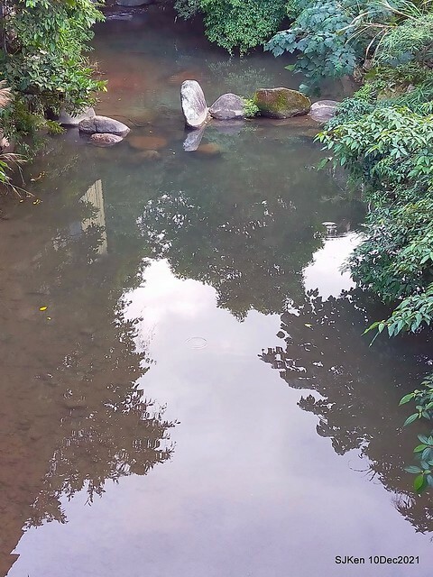 Larix pine garden plaza at Nangang, Taipei, Taiwan, SJKen, Dec 10, 2021.