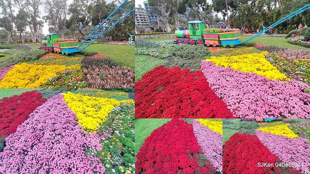 士林官邸2021「菊來運轉」花展 (Shilin Residence Chrysanthesmum Festival), Nov 26 ~ Dec 12, 2021, Taipei, Taiwan, SJKen, Dec 4, 2021.