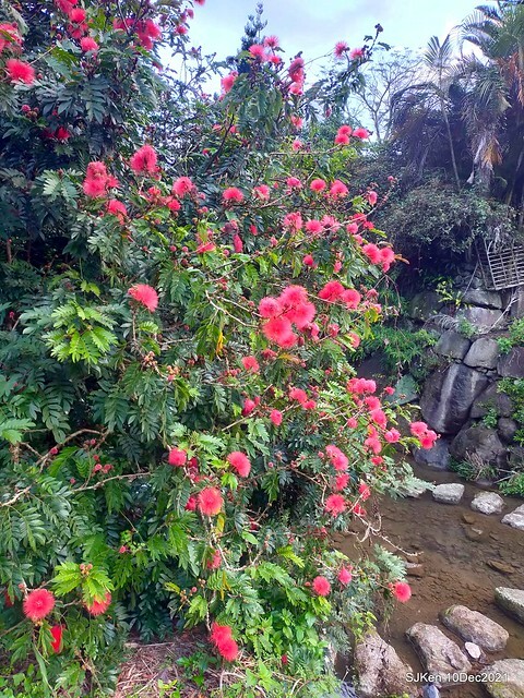 Larix pine garden plaza at Nangang, Taipei, Taiwan, SJKen, Dec 10, 2021.