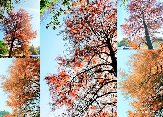 Larix pine at Bi-Hu garden, Taipei, Taiwan, SJKen, Dec 16,2021.