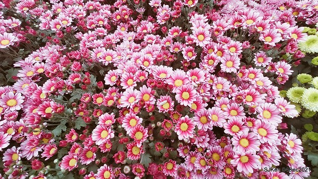 士林官邸2021「菊來運轉」花展 (Shilin Residence Chrysanthesmum Festival), Nov 26 ~ Dec 12, 2021, Taipei, Taiwan, SJKen, Dec 4, 2021.