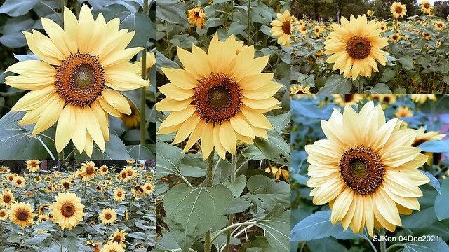 士林官邸2021「菊來運轉」花展 (Shilin Residence Chrysanthesmum Festival), Nov 26 ~ Dec 12, 2021, Taipei, Taiwan, SJKen, Dec 4, 2021.