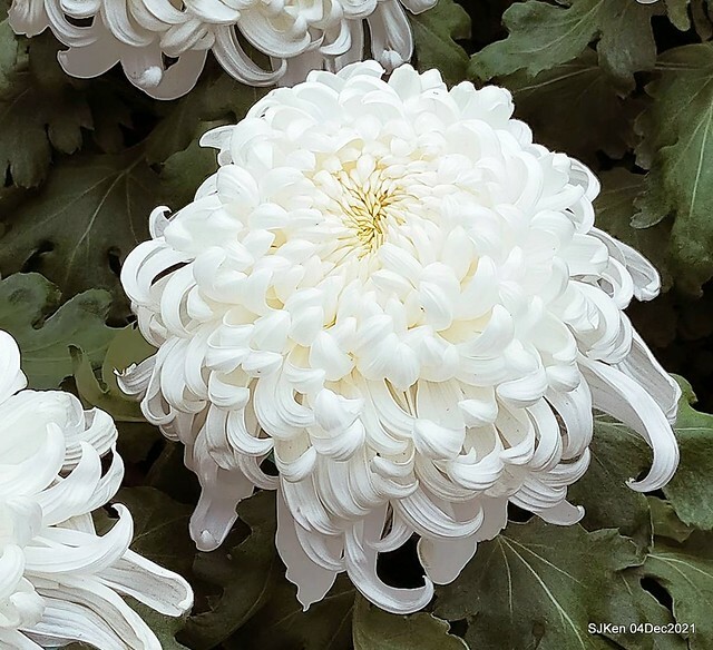 士林官邸2021「菊來運轉」花展 (Shilin Residence Chrysanthesmum Festival), Nov 26 ~ Dec 12, 2021, Taipei, Taiwan, SJKen, Dec 4, 2021.