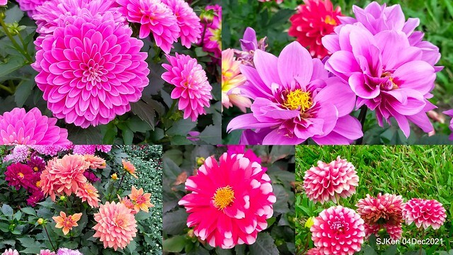 士林官邸2021「菊來運轉」花展 (Shilin Residence Chrysanthesmum Festival), Nov 26 ~ Dec 12, 2021, Taipei, Taiwan, SJKen, Dec 4, 2021.