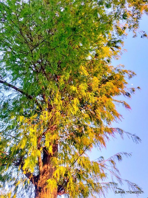 Larix pine trail nearby Fuxinggang metro station, Taipei, Taiwan, SJKen, Dec 11, 2021.