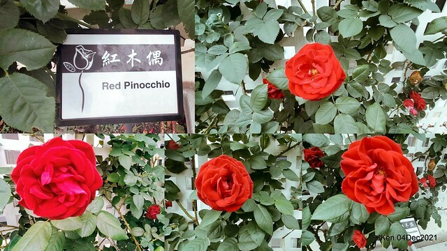 士林官邸2021「菊來運轉」花展 (Shilin Residence Chrysanthesmum Festival), Nov 26 ~ Dec 12, 2021, Taipei, Taiwan, SJKen, Dec 4, 2021.