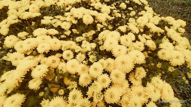 士林官邸2021「菊來運轉」花展 (Shilin Residence Chrysanthesmum Festival), Nov 26 ~ Dec 12, 2021, Taipei, Taiwan, SJKen, Dec 4, 2021.