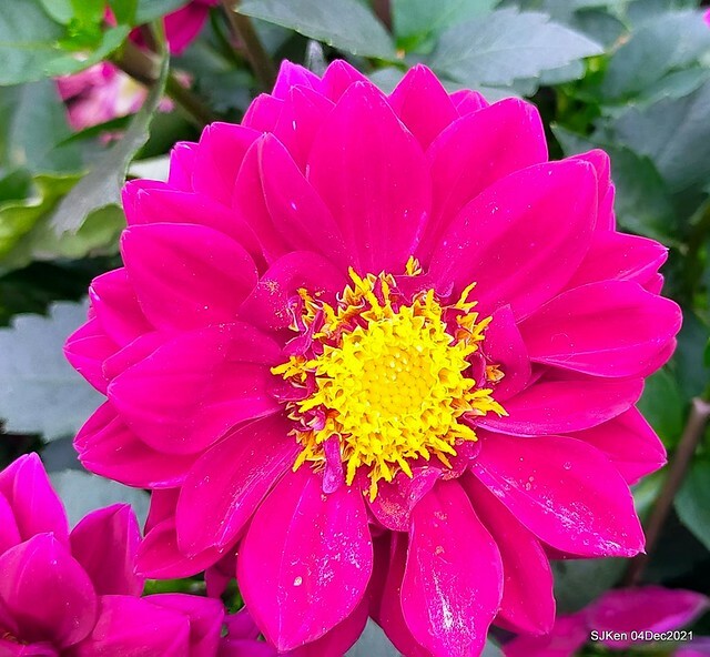 士林官邸2021「菊來運轉」花展 (Shilin Residence Chrysanthesmum Festival), Nov 26 ~ Dec 12, 2021, Taipei, Taiwan, SJKen, Dec 4, 2021.