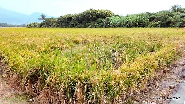 2021「熊愛關渡」稻草裝置藝術展(Bear art exhibition at Kuandu , Taipei, Taiwan, SJKen, Dec 1, 2021.