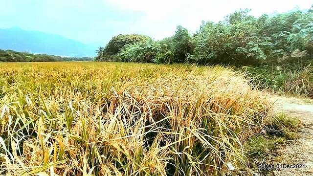 2021「熊愛關渡」稻草裝置藝術展(Bear art exhibition at Kuandu , Taipei, Taiwan, SJKen, Dec 1, 2021.