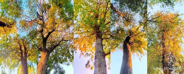 Larix pine trail nearby Fuxinggang metro station, Taipei, Taiwan, SJKen, Dec 11, 2021.