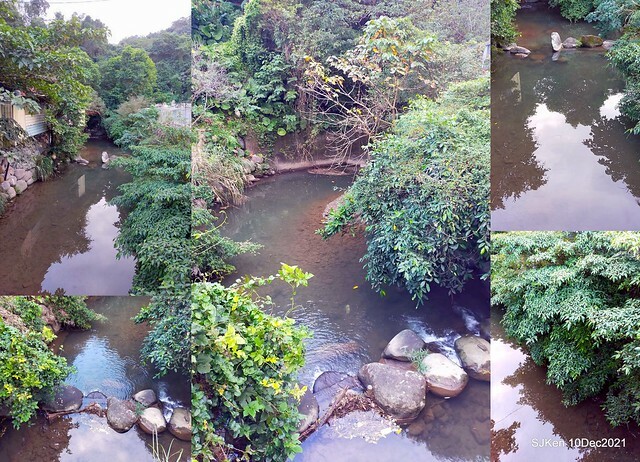 Larix pine garden plaza at Nangang, Taipei, Taiwan, SJKen, Dec 10, 2021.