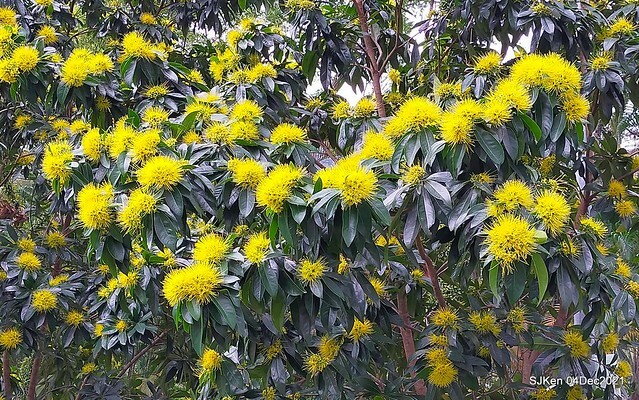 士林官邸2021「菊來運轉」花展 (Shilin Residence Chrysanthesmum Festival), Nov 26 ~ Dec 12, 2021, Taipei, Taiwan, SJKen, Dec 4, 2021.