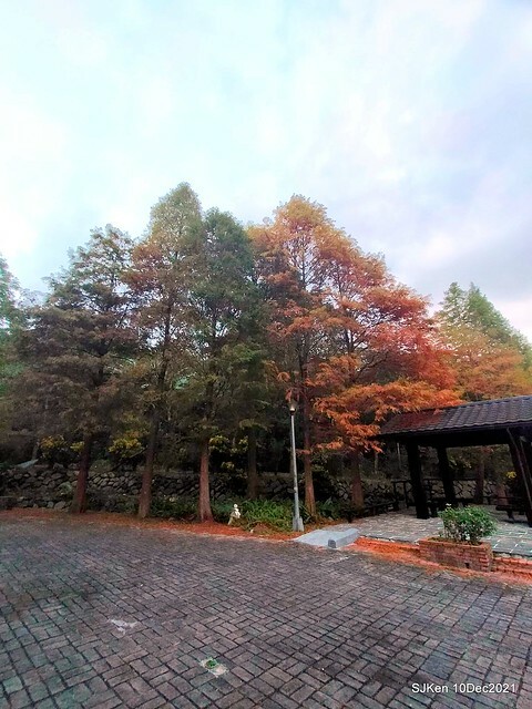 Larix pine garden plaza at Nangang, Taipei, Taiwan, SJKen, Dec 10, 2021.