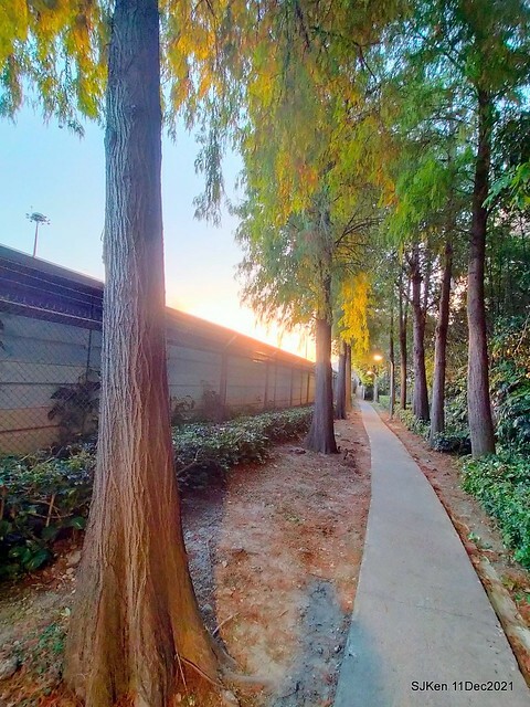 Larix pine trail nearby Fuxinggang metro station, Taipei, Taiwan, SJKen, Dec 11, 2021.