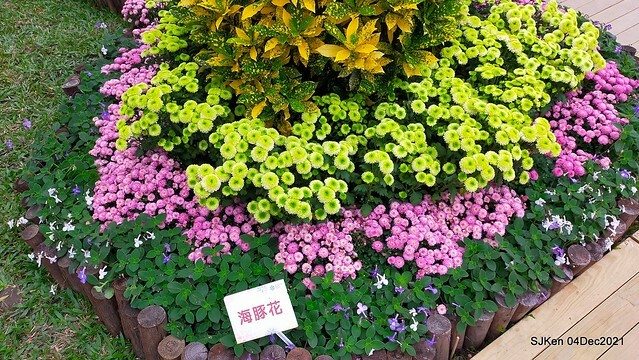 士林官邸2021「菊來運轉」花展 (Shilin Residence Chrysanthesmum Festival), Nov 26 ~ Dec 12, 2021, Taipei, Taiwan, SJKen, Dec 4, 2021.