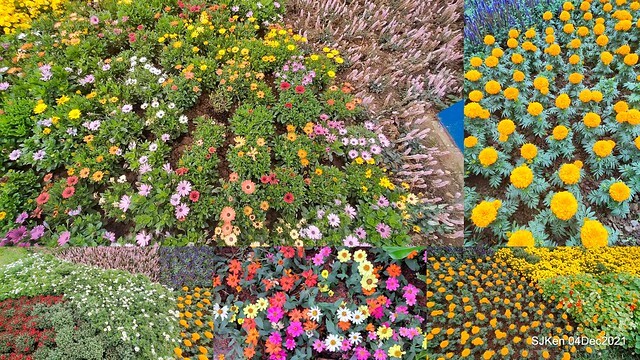 士林官邸2021「菊來運轉」花展 (Shilin Residence Chrysanthesmum Festival), Nov 26 ~ Dec 12, 2021, Taipei, Taiwan, SJKen, Dec 4, 2021.