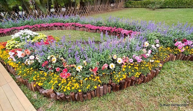 士林官邸2021「菊來運轉」花展 (Shilin Residence Chrysanthesmum Festival), Nov 26 ~ Dec 12, 2021, Taipei, Taiwan, SJKen, Dec 4, 2021.