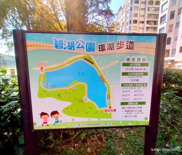 Larix pine at Bi-Hu garden, Taipei, Taiwan, SJKen, Dec 16,2021.