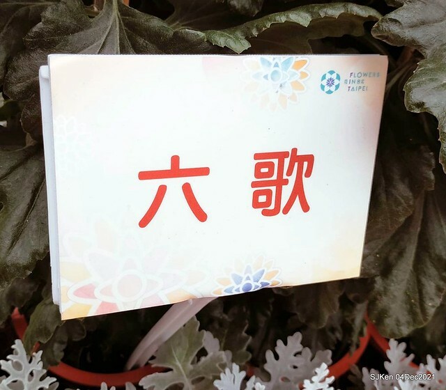 士林官邸2021「菊來運轉」花展 (Shilin Residence Chrysanthesmum Festival), Nov 26 ~ Dec 12, 2021, Taipei, Taiwan, SJKen, Dec 4, 2021.