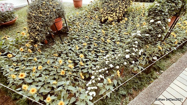 士林官邸2021「菊來運轉」花展 (Shilin Residence Chrysanthesmum Festival), Nov 26 ~ Dec 12, 2021, Taipei, Taiwan, SJKen, Dec 4, 2021.