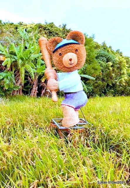 2021「熊愛關渡」稻草裝置藝術展(Bear art exhibition at Kuandu , Taipei, Taiwan, SJKen, Dec 1, 2021.