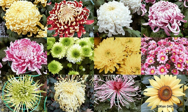 士林官邸2021「菊來運轉」花展 (Shilin Residence Chrysanthesmum Festival), Nov 26 ~ Dec 12, 2021, Taipei, Taiwan, SJKen, Dec 4, 2021.