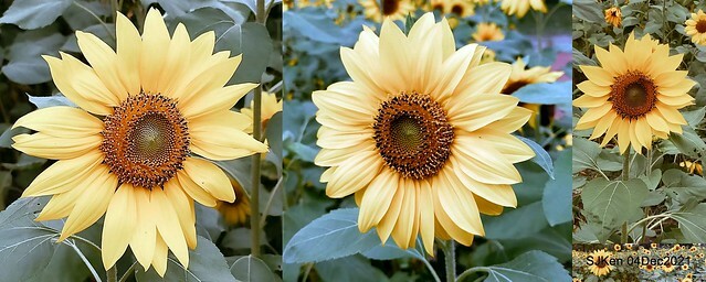 士林官邸2021「菊來運轉」花展 (Shilin Residence Chrysanthesmum Festival), Nov 26 ~ Dec 12, 2021, Taipei, Taiwan, SJKen, Dec 4, 2021.