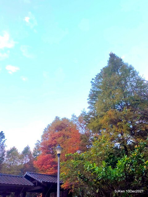 Larix pine garden plaza at Nangang, Taipei, Taiwan, SJKen, Dec 10, 2021.