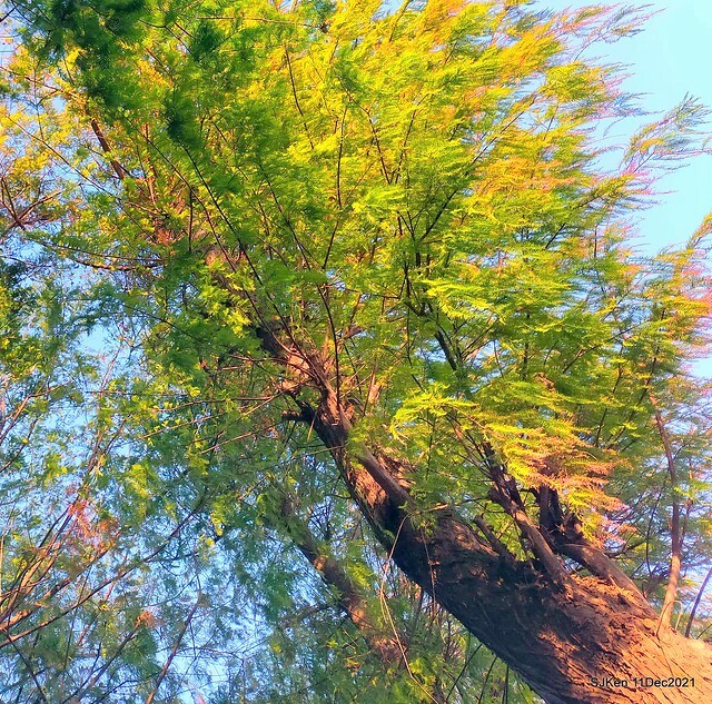 Larix pine trail nearby Fuxinggang metro station, Taipei, Taiwan, SJKen, Dec 11, 2021.