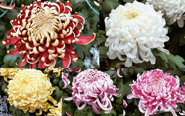 士林官邸2021「菊來運轉」花展 (Shilin Residence Chrysanthesmum Festival), Nov 26 ~ Dec 12, 2021, Taipei, Taiwan, SJKen, Dec 4, 2021.
