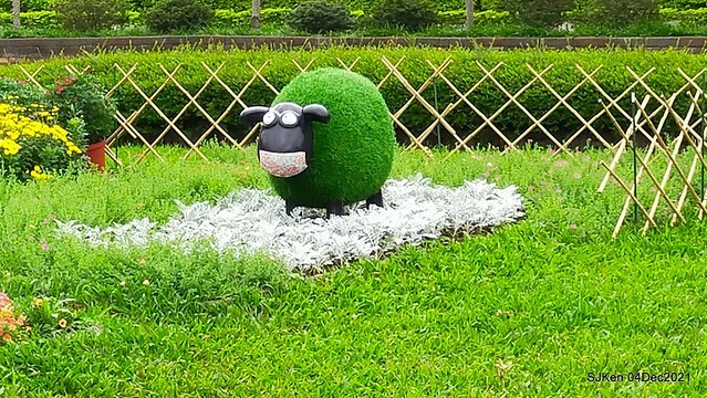 士林官邸2021「菊來運轉」花展 (Shilin Residence Chrysanthesmum Festival), Nov 26 ~ Dec 12, 2021, Taipei, Taiwan, SJKen, Dec 4, 2021.