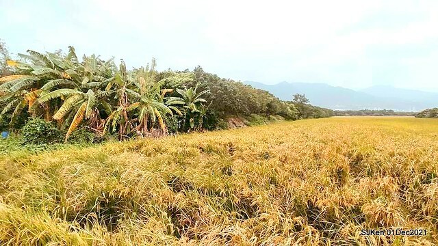 2021「熊愛關渡」稻草裝置藝術展(Bear art exhibition at Kuandu , Taipei, Taiwan, SJKen, Dec 1, 2021.