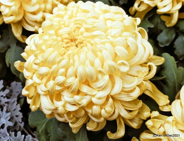 士林官邸2021「菊來運轉」花展 (Shilin Residence Chrysanthesmum Festival), Nov 26 ~ Dec 12, 2021, Taipei, Taiwan, SJKen, Dec 4, 2021.