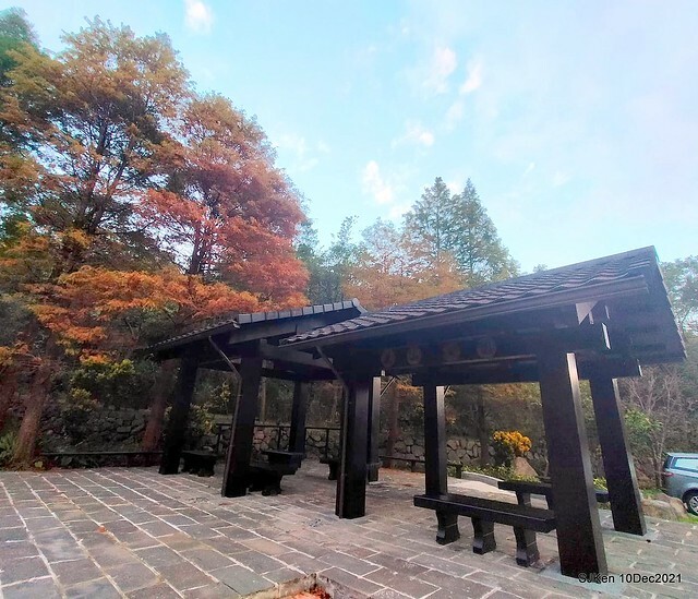 Larix pine garden plaza at Nangang, Taipei, Taiwan, SJKen, Dec 10, 2021.