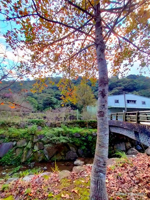 Larix pine garden plaza at Nangang, Taipei, Taiwan, SJKen, Dec 10, 2021.